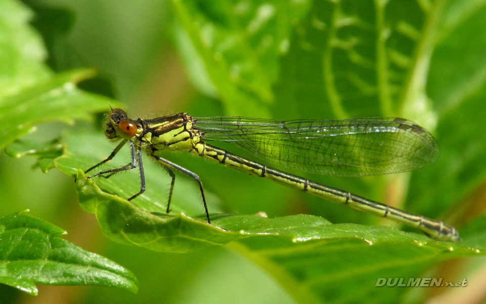 Red-eyed Damselfly (Female, Erythromma najas)